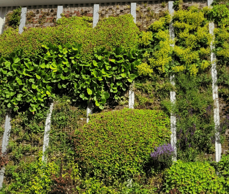 Vertical Garden am SkyLoop: begr�nte Fassadenfl�chen mit Rankpflanzen und Pflanzbereichen �ber mehrere Ebenen